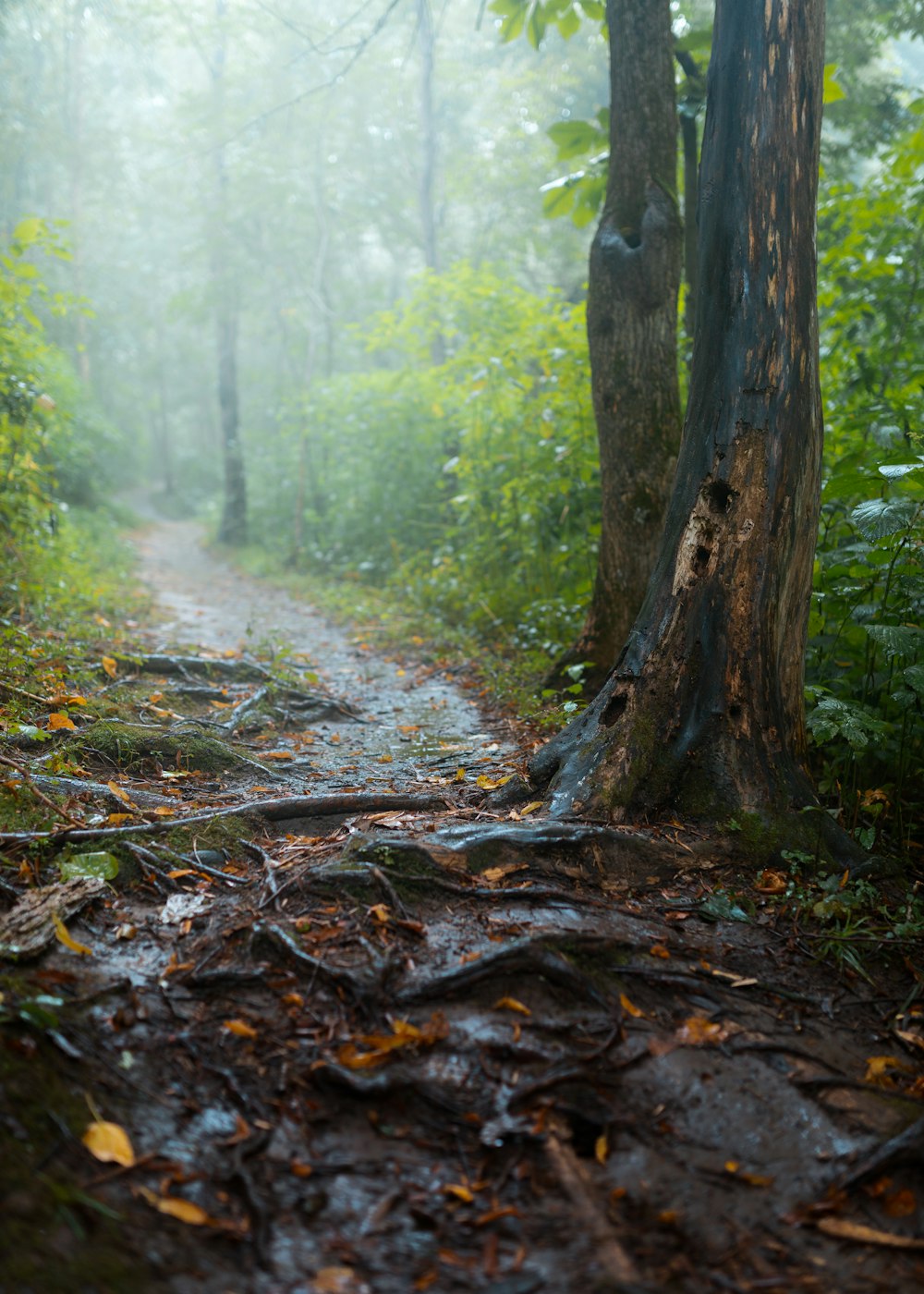 fogs in forest