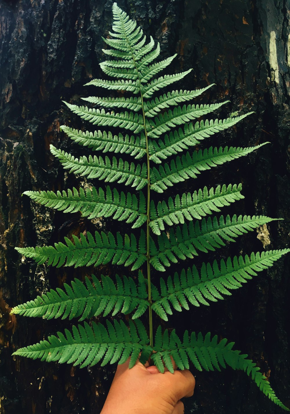 person holding green leaves