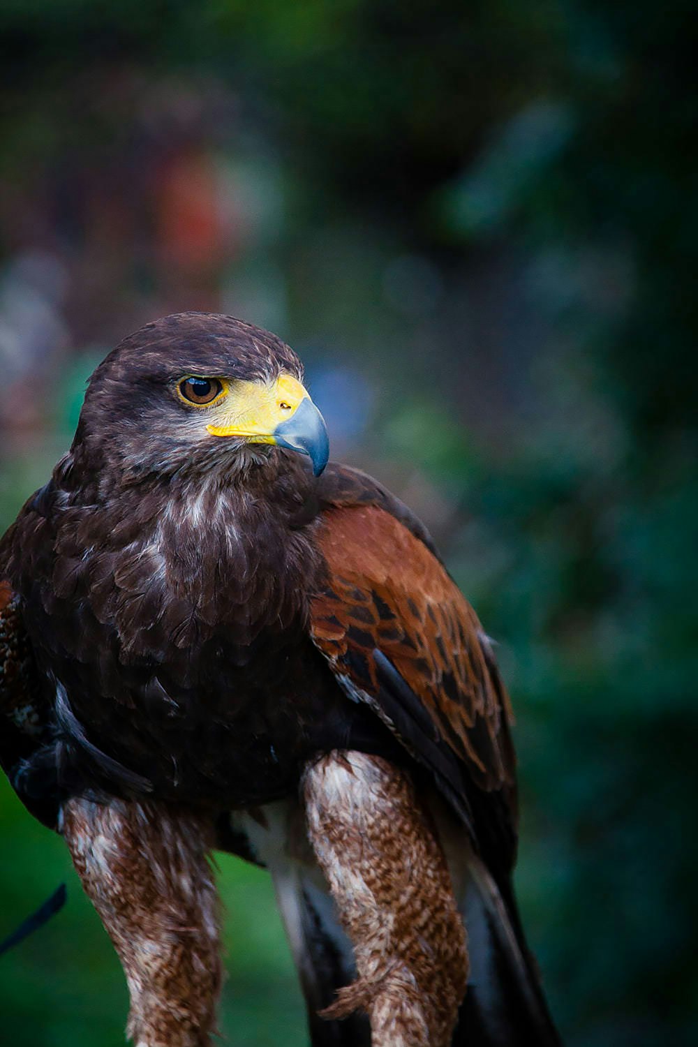 brown hawk