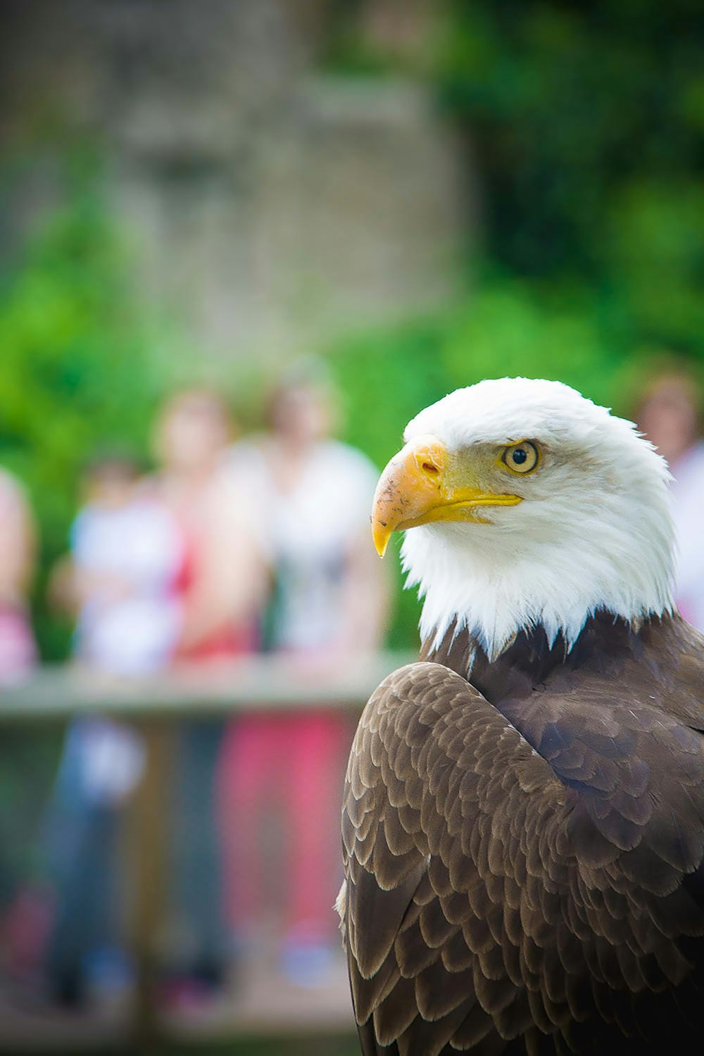 a bald eagle with a large white head and yellow beak
