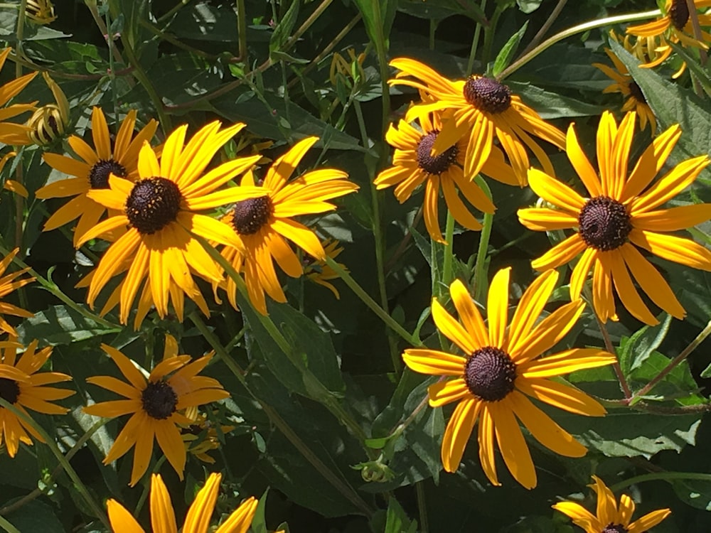 a bunch of yellow flowers that are in the grass