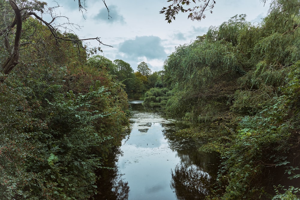 calm water surrounded by trees at daytime