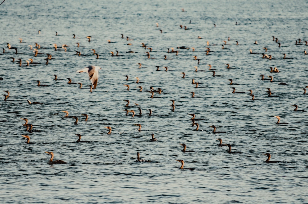 grupo de patos en el cuerpo de agua
