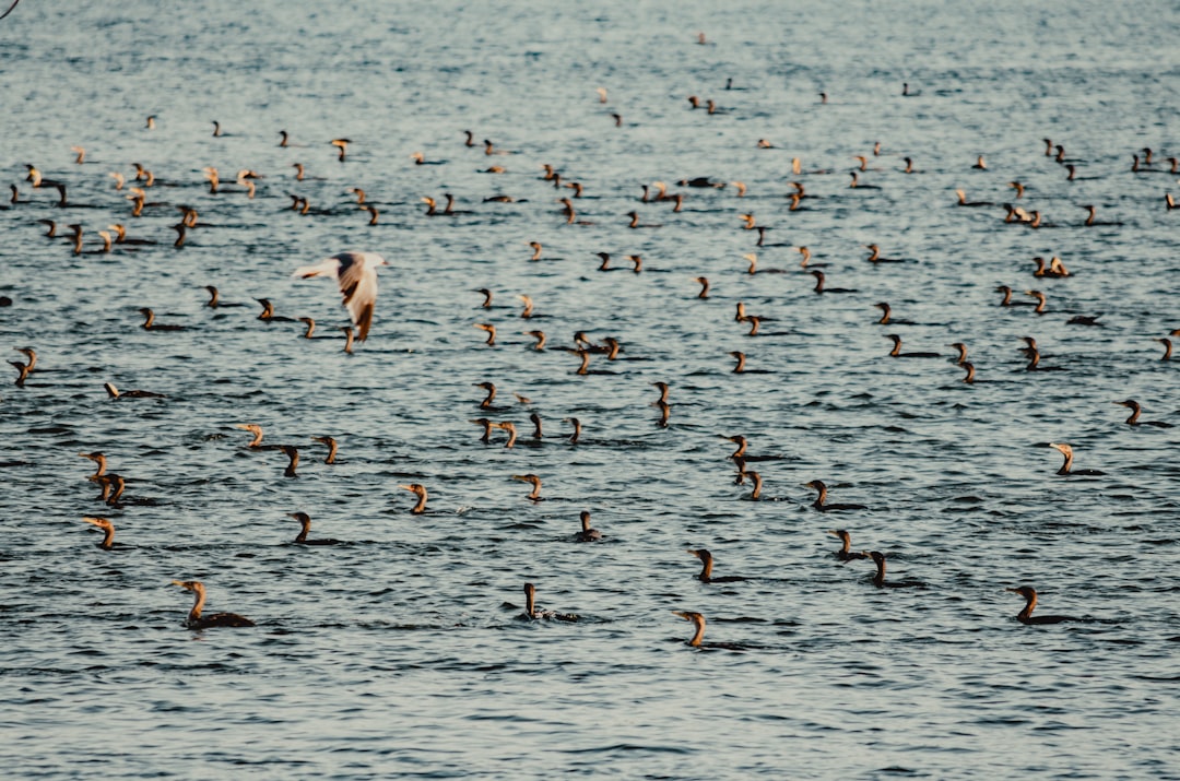 group of ducks in body of water