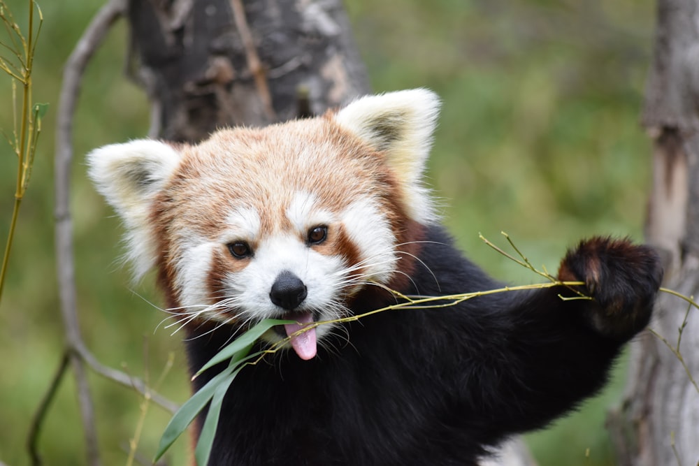 close-up photography of red panda eating grass
