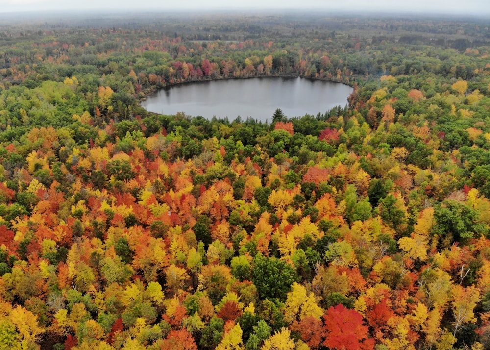 aerial photography of pond surrounded with tall and green trees during daytime