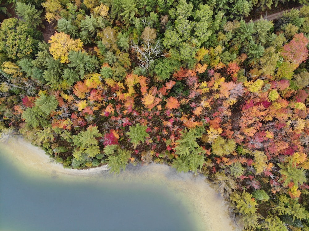 red and green trees near ocean