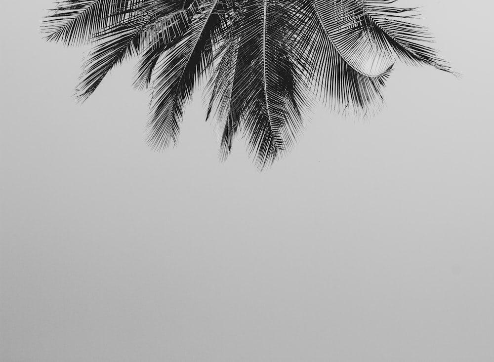 low angle photo of coconut tree