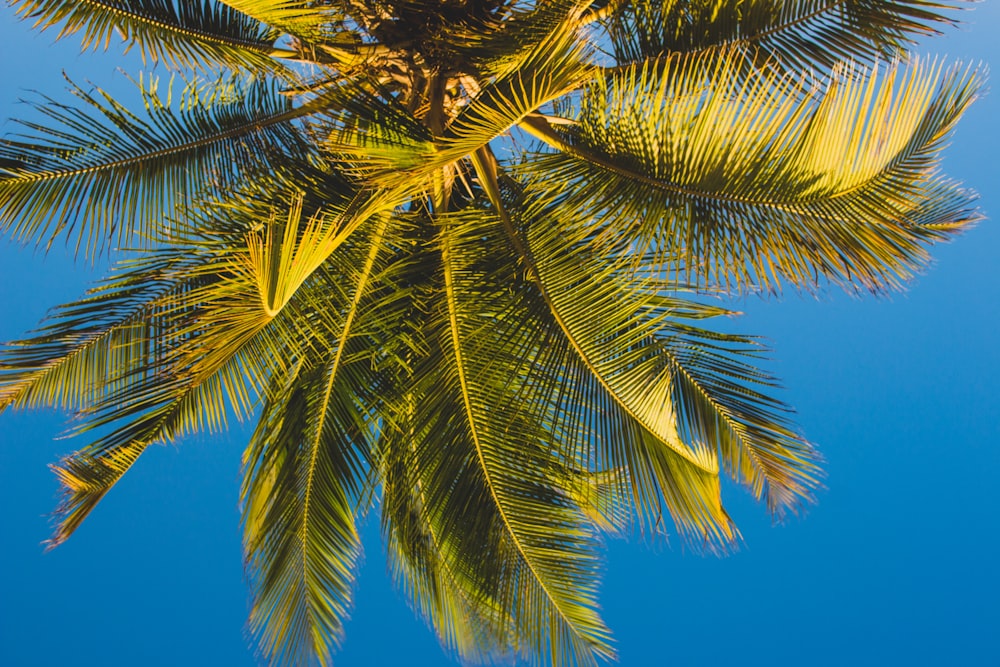 green coconut palm tree