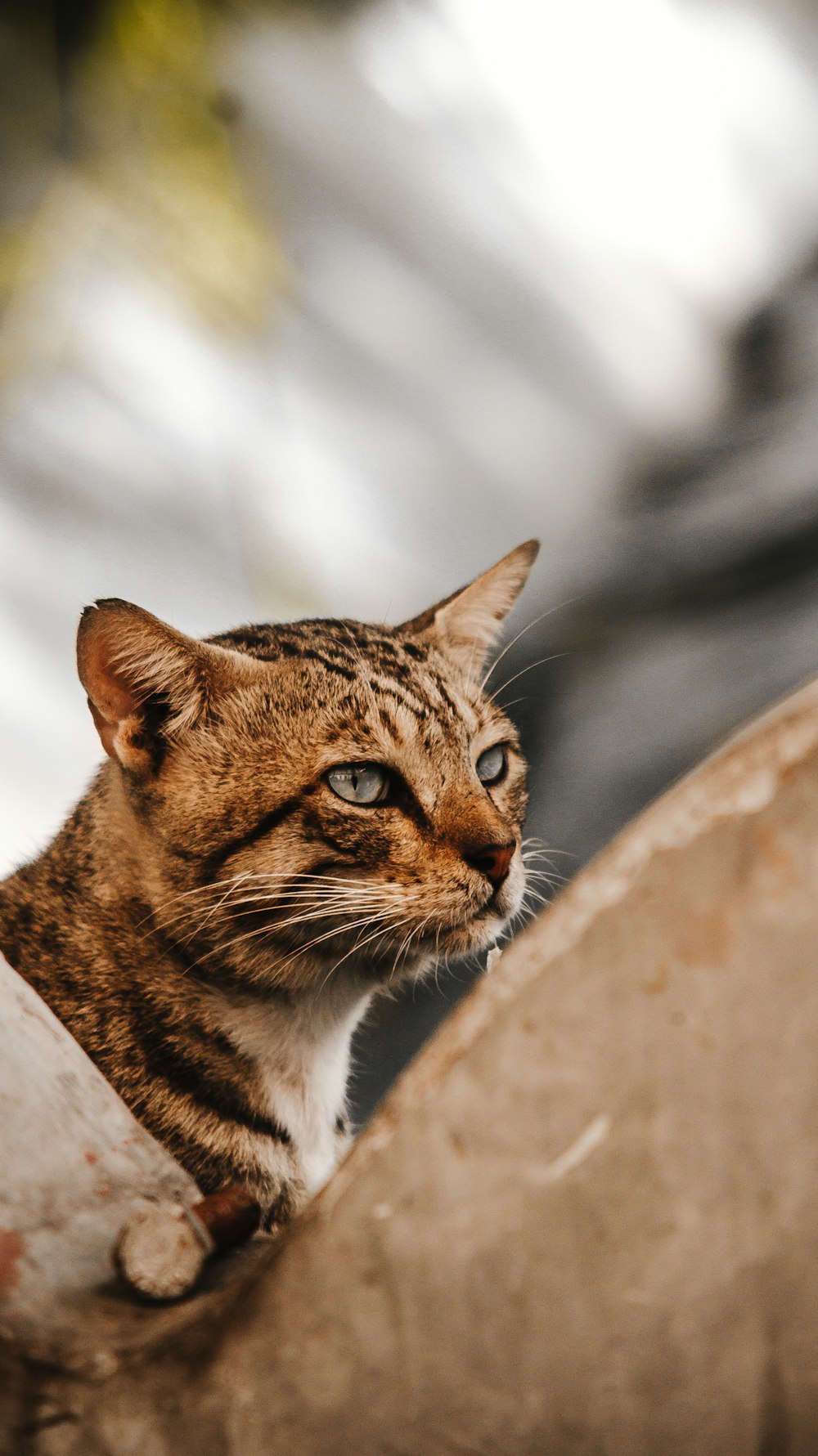 brown cat in close-up photo