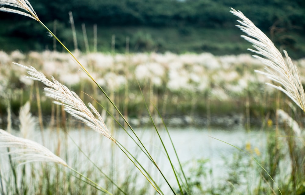 a bunch of tall grass near a body of water