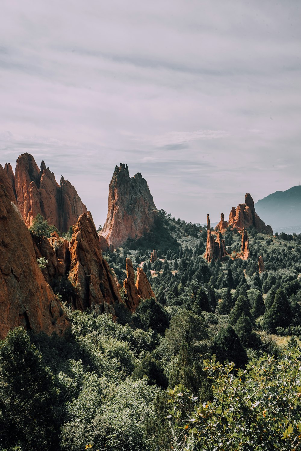 aerial photo of trees