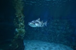A shark swimming in an aquarium with dim lighting. The tank is surrounded by rocky structures, and the water gives off a bluish hue. Light from above creates a slightly shimmering effect on the shark and the water's surface.