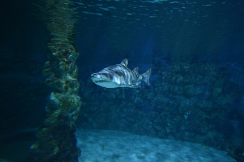 A shark swimming in an aquarium with dim lighting. The tank is surrounded by rocky structures, and the water gives off a bluish hue. Light from above creates a slightly shimmering effect on the shark and the water's surface.
