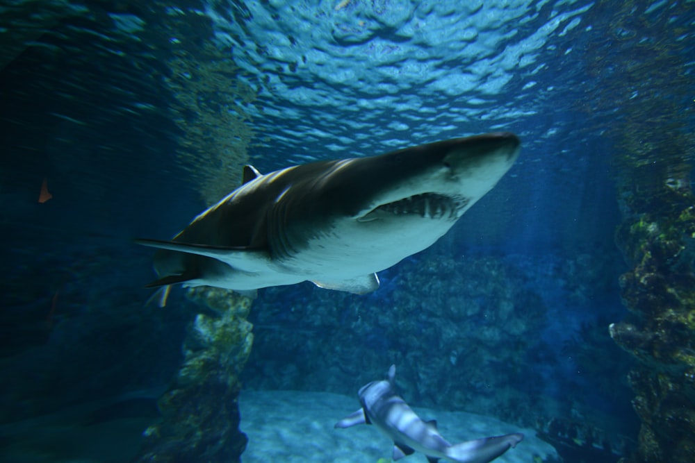black shark under water photo