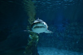 A shark swims underwater, facing directly toward the camera. The surrounding water is deep blue, and a rocky formation is slightly visible in the background, creating an underwater environment.