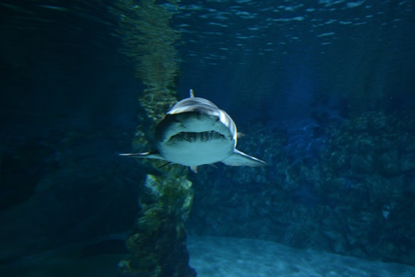 A shark swims underwater, facing directly toward the camera. The surrounding water is deep blue, and a rocky formation is slightly visible in the background, creating an underwater environment.
