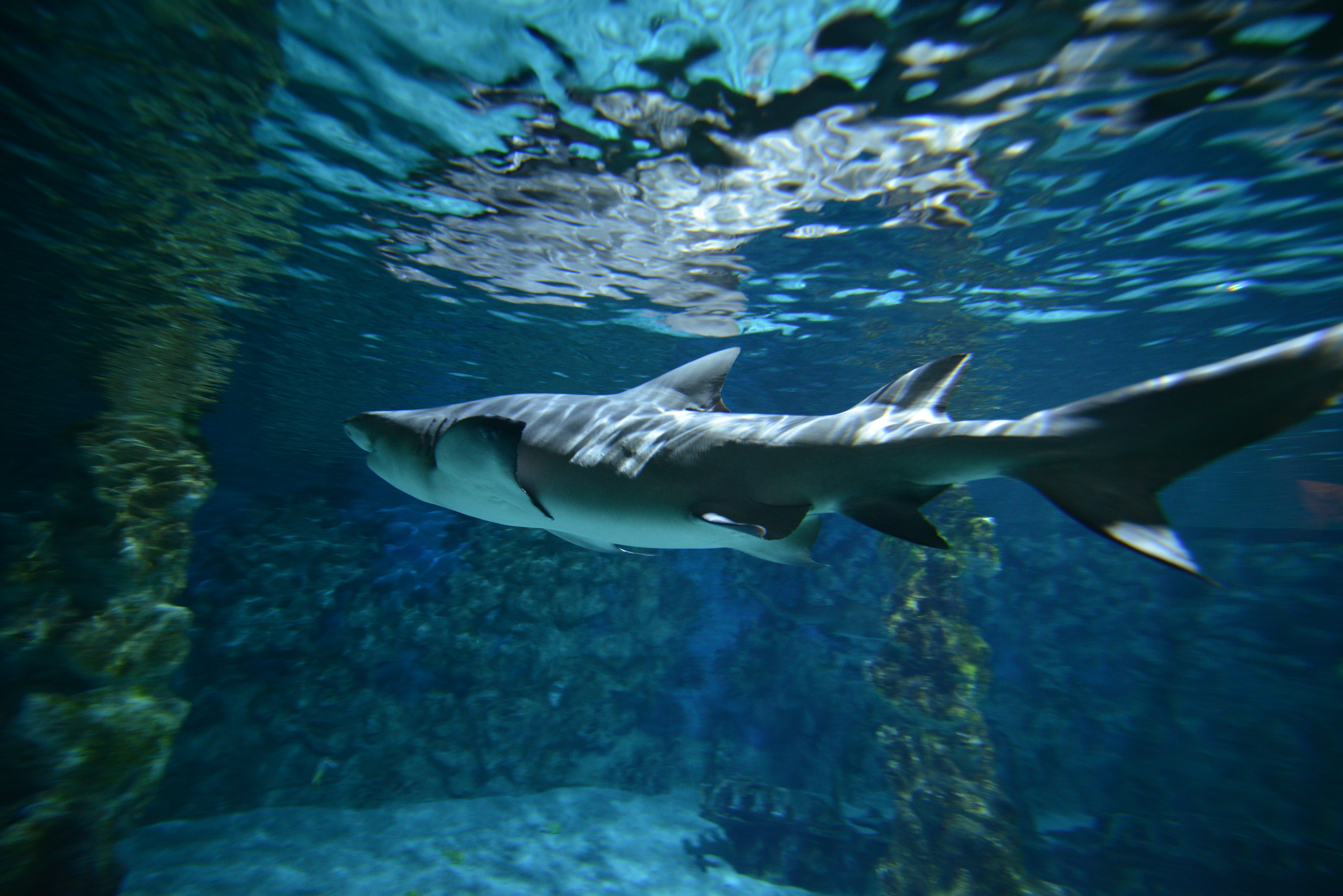 Photo by chrisbay101