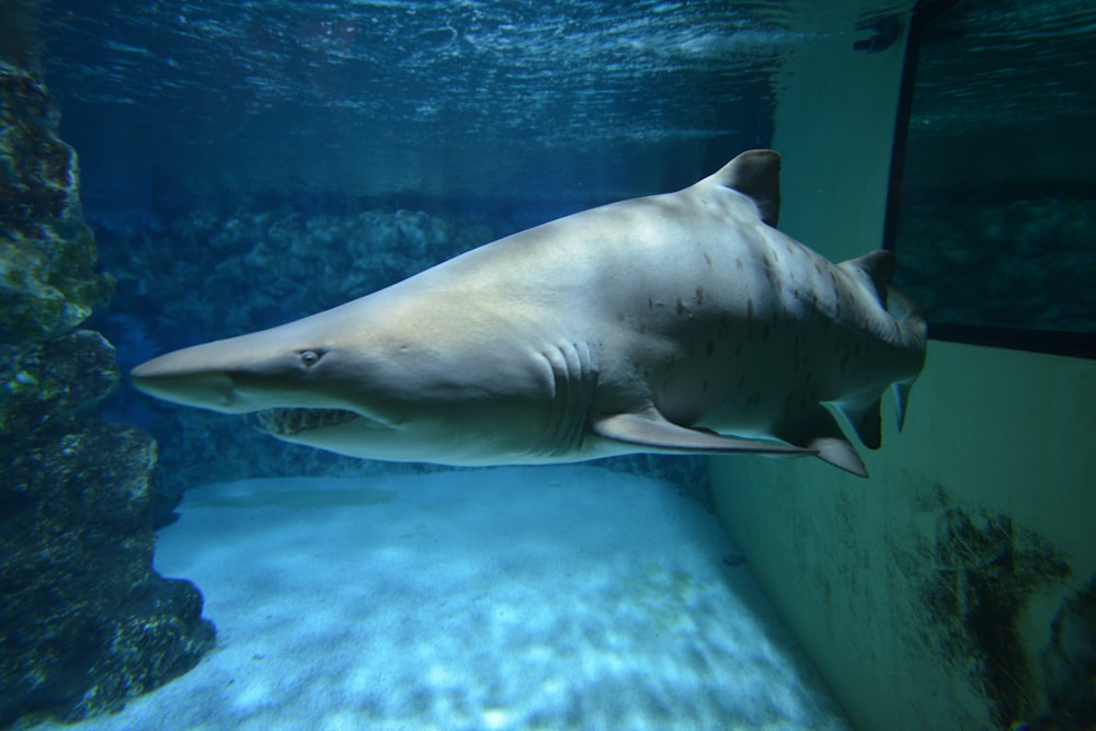 grey shark underwater