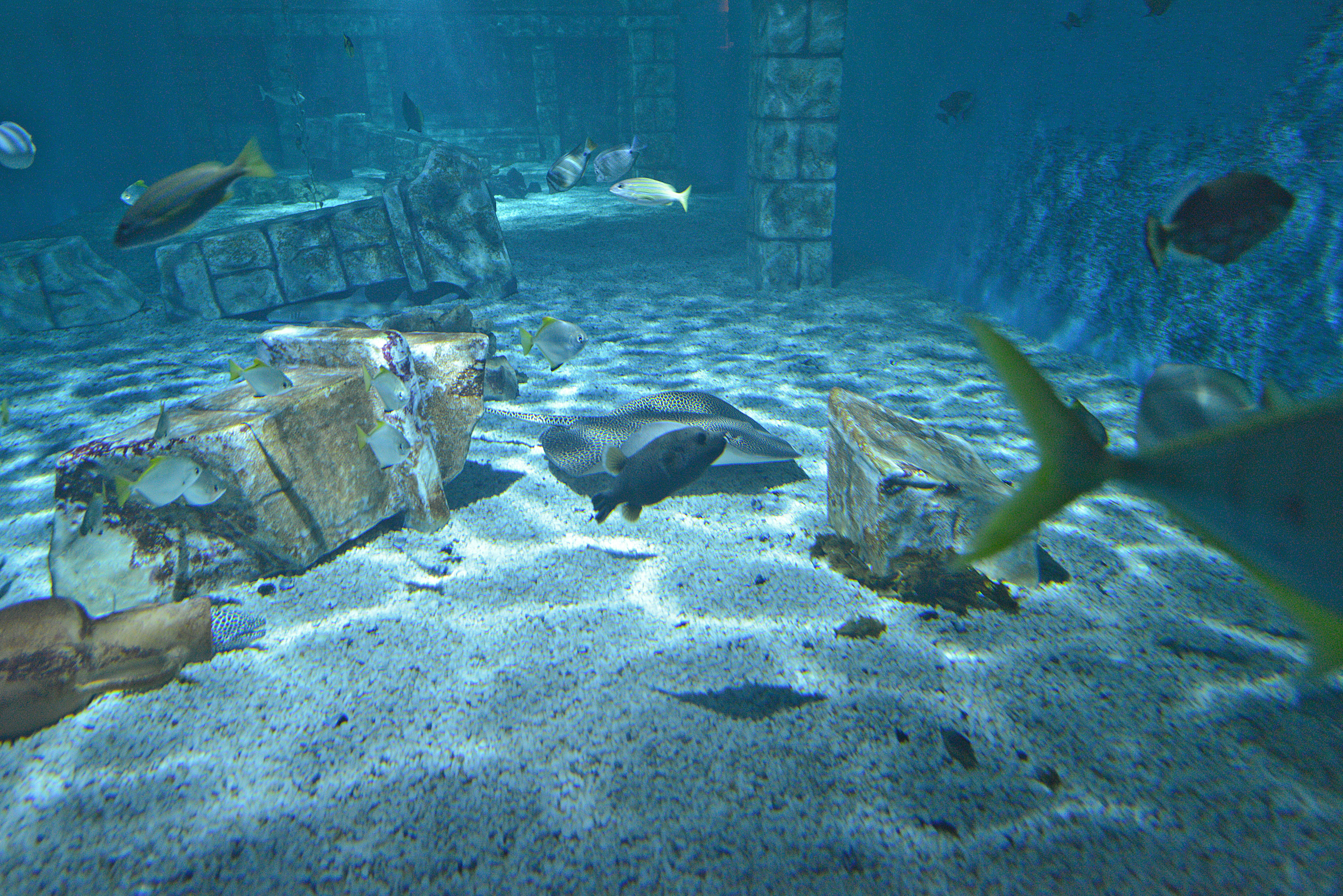 school of fish photo