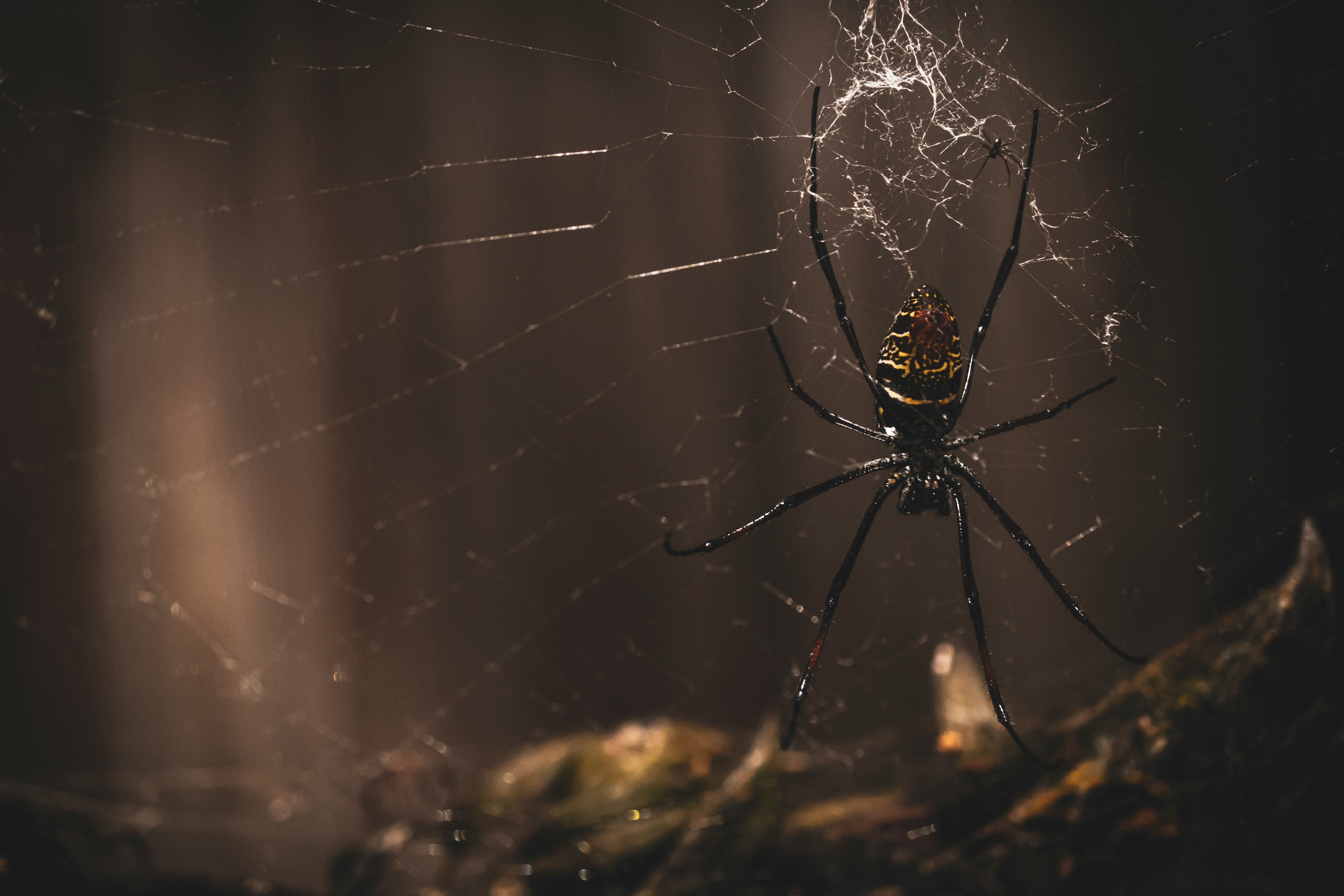 black spider on web