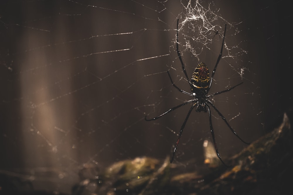 black spider on web