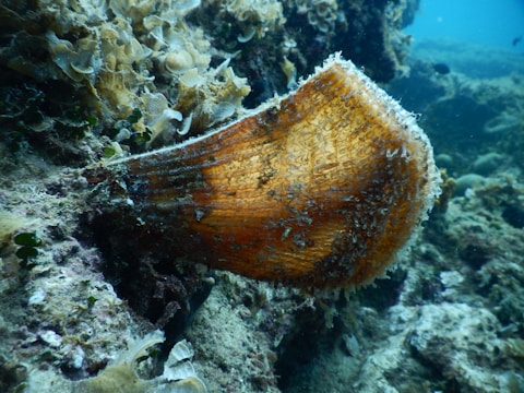 An underwater scene featuring a large, partially encrusted seashell resting on a rocky seabed surrounded by various marine flora. The shell has a rough, textured surface and is covered in a mix of brown and orange hues, blending with the surrounding oceanic environment.