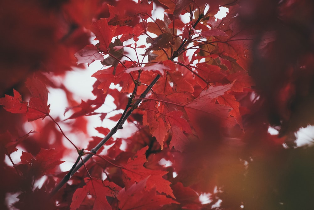 shallow focus photo of red leaves