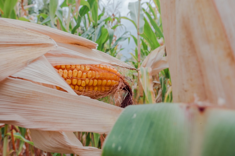 corn near plants