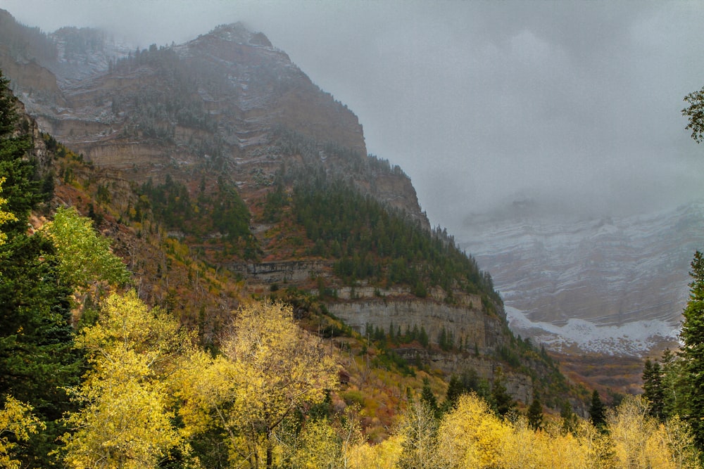 green trees on side of hill at daytime