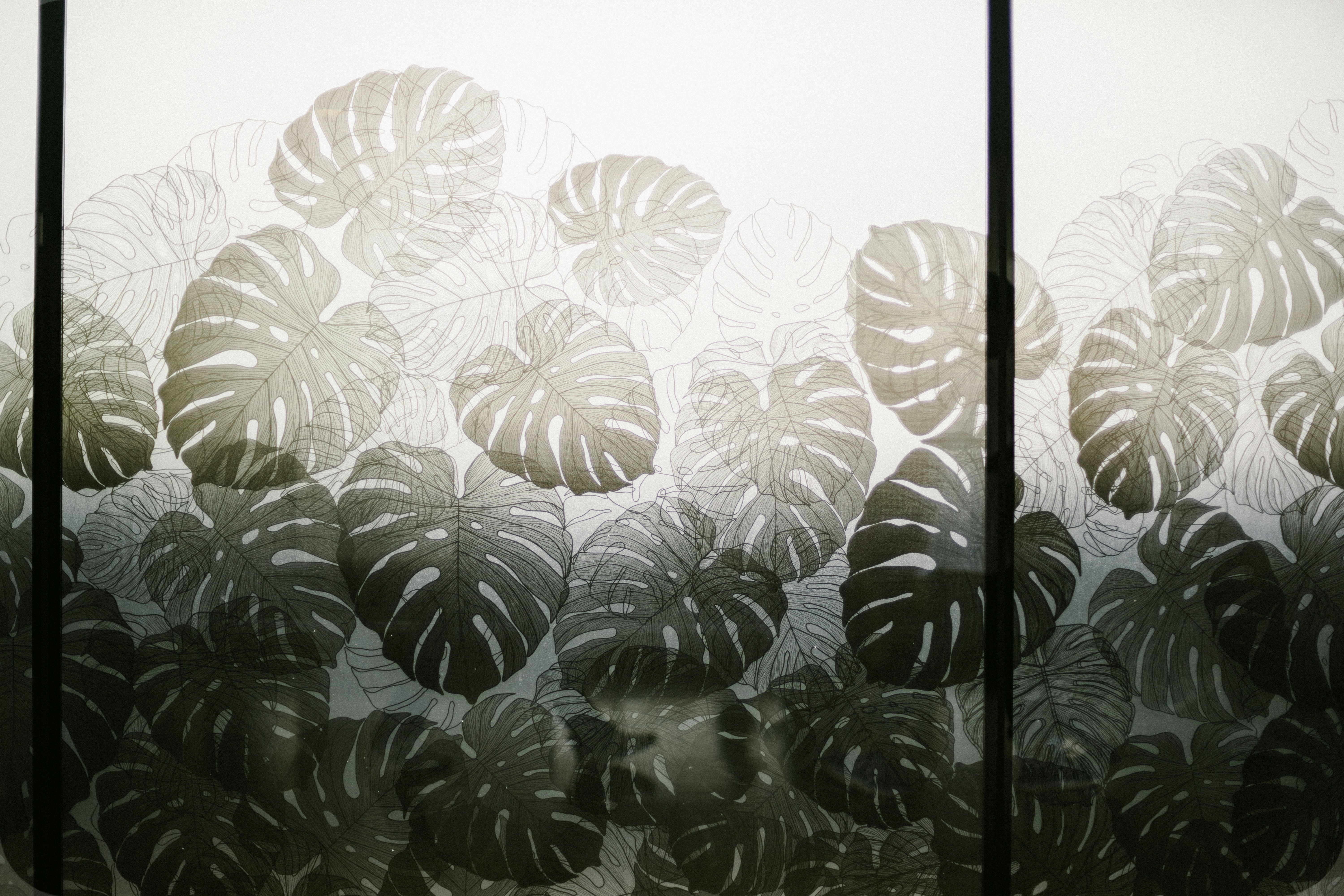 Monstera Deliciosa wallpaper in a defused window