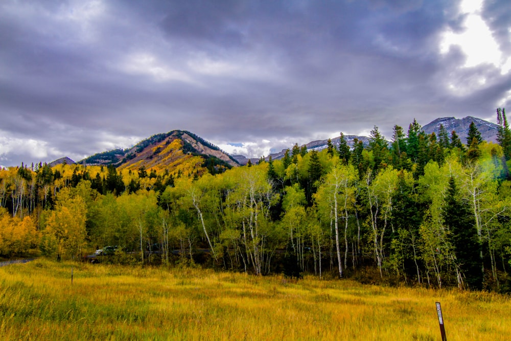 Photographie en gros plan d’arbres près de la montagne