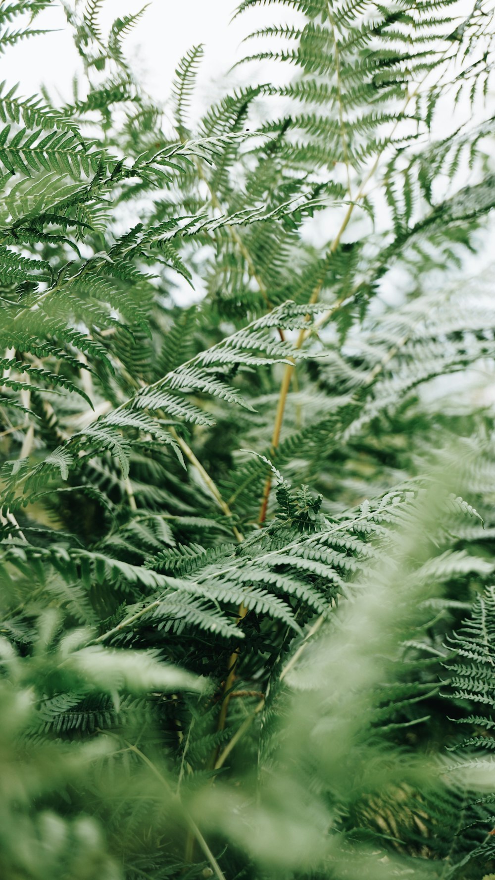 shallow focus photo of leaves