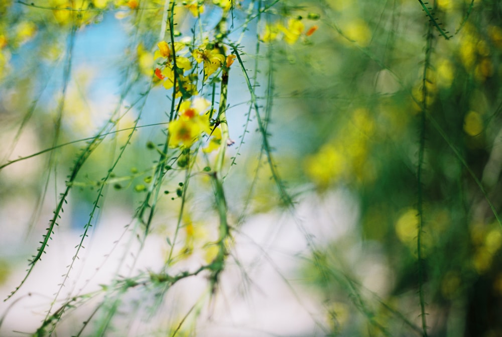 yellow petaled flowers