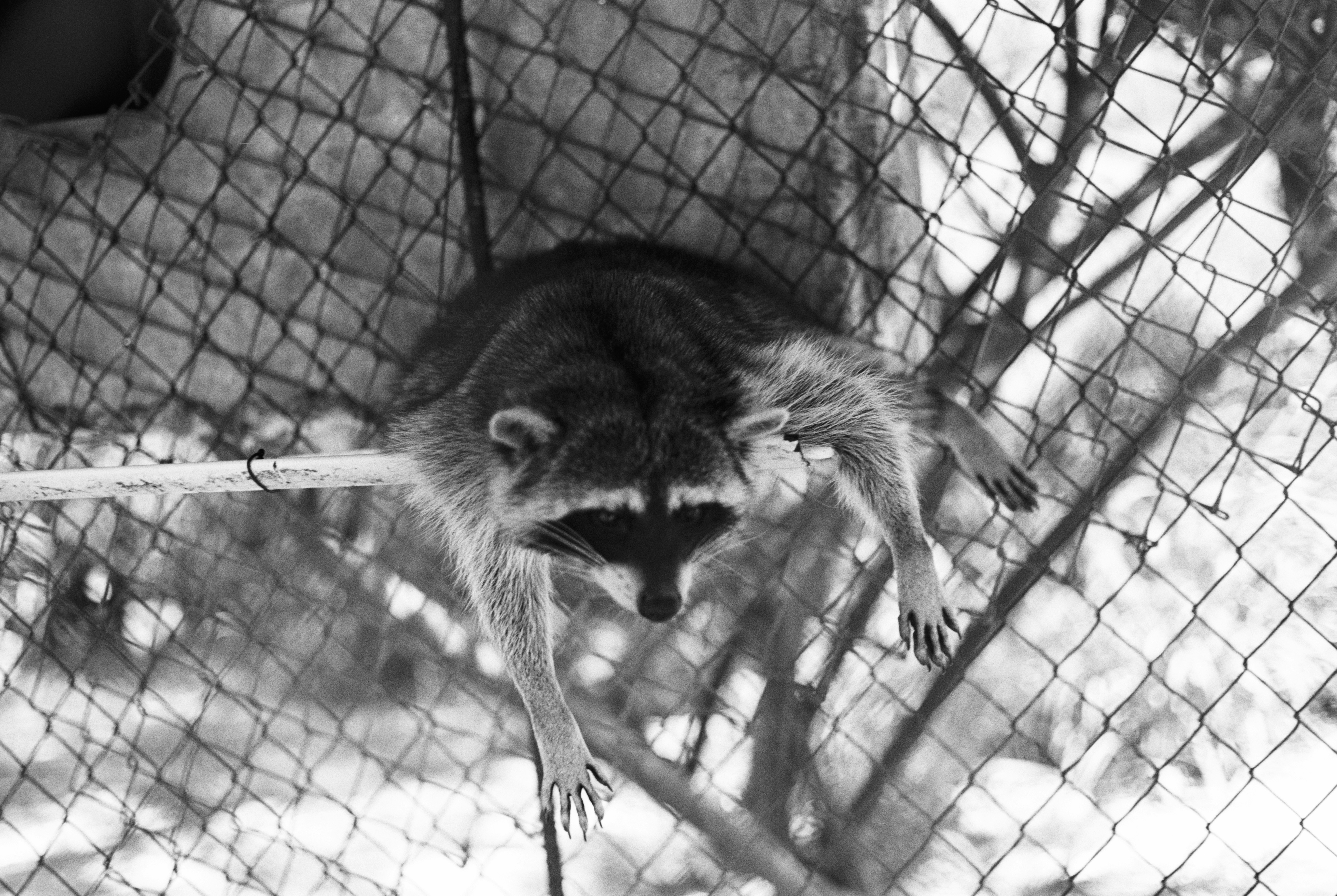Grayscale photo of raccoon photo – Free Film photography Image on Unsplash