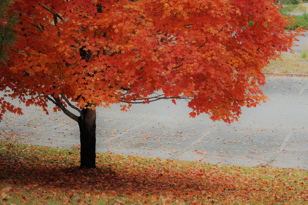 Orangenblättriger Baum am Tag