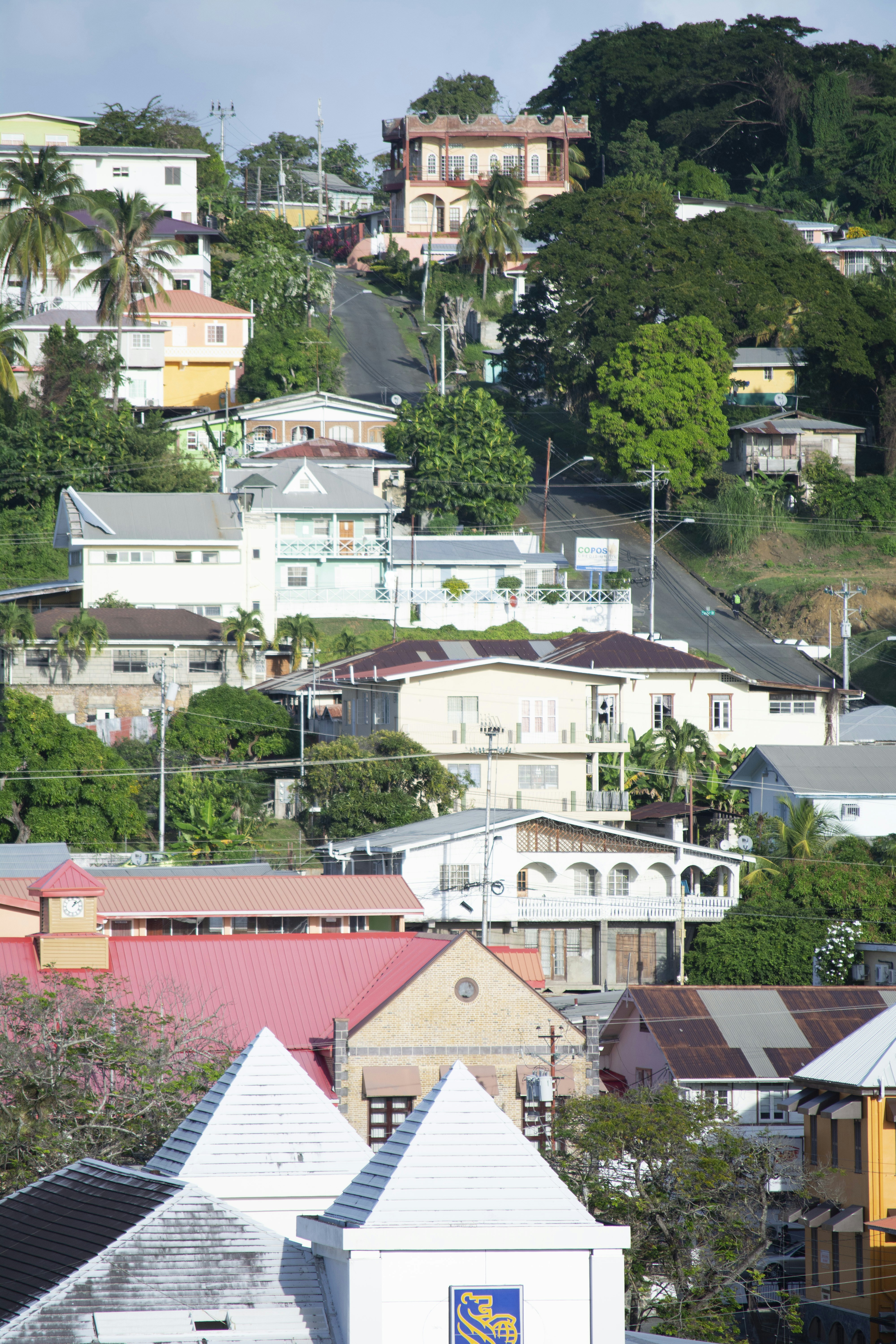 trees near houses