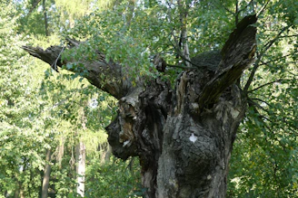 A weathered family tree carved into ancient wood, symbolizing generations affected by the Atlantic slave trade.