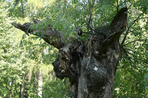 A weathered family tree carved into ancient wood symbolizing lineage and legacy.