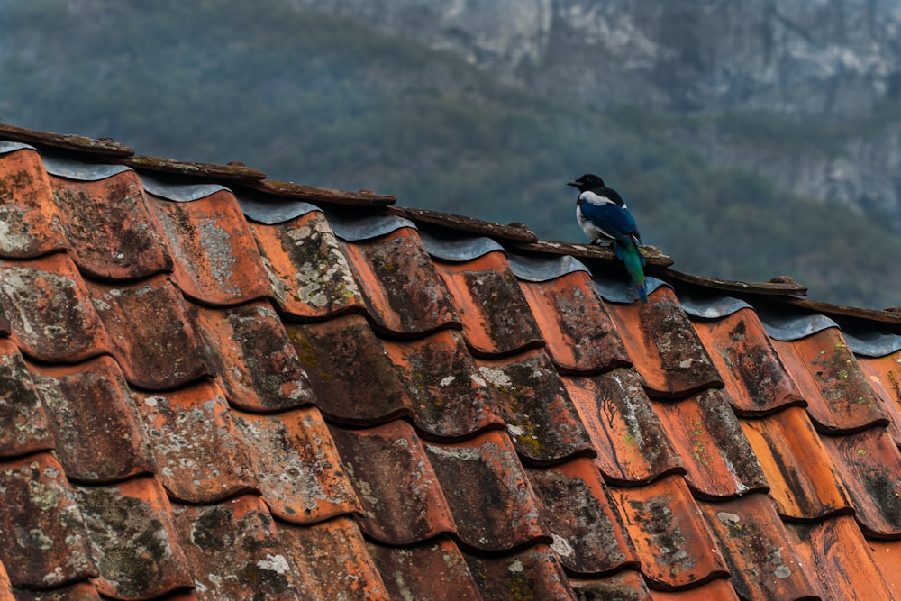 Blauer und grüner Vogel auf dem Dach