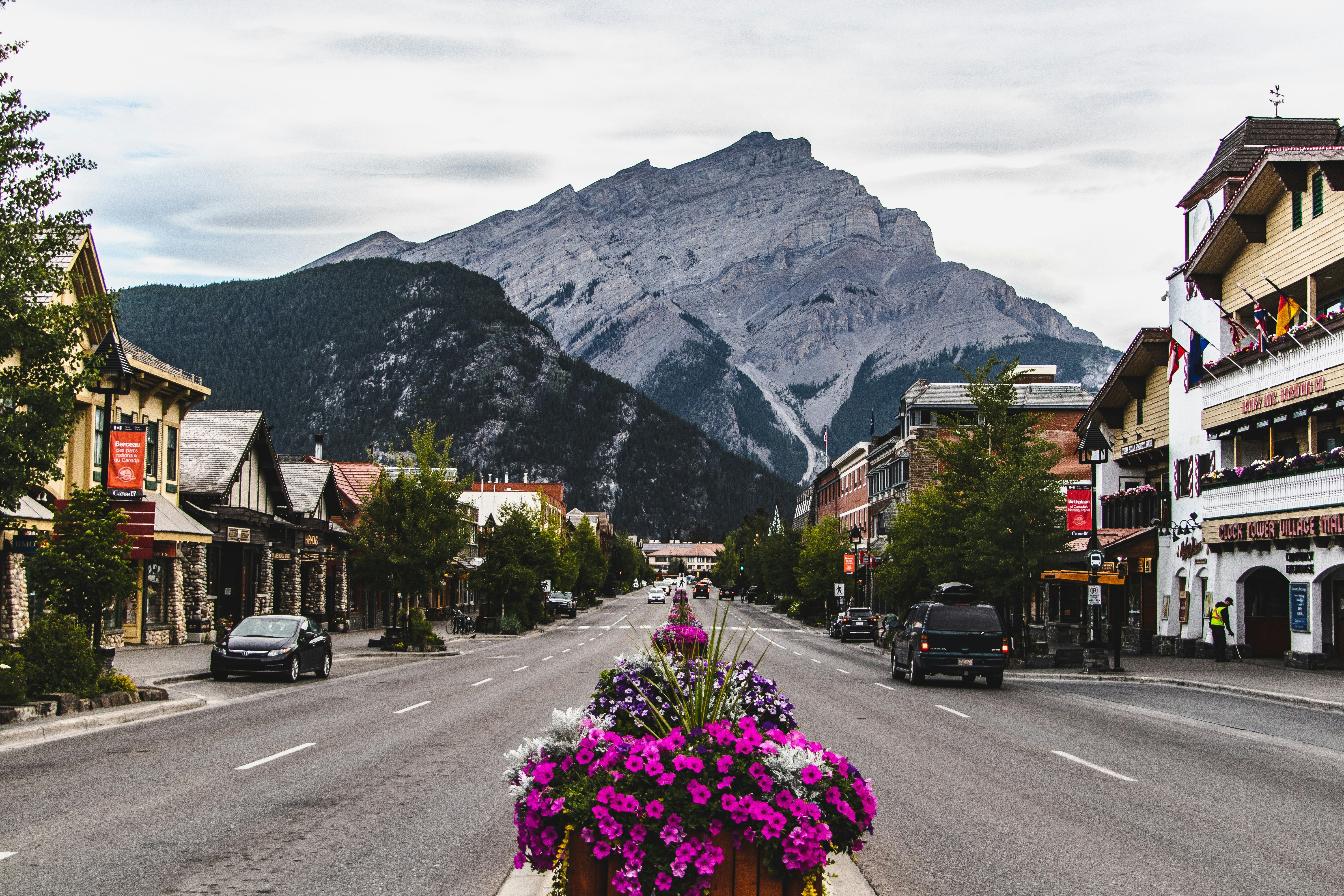 purple petaled flowers between roadway