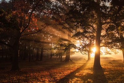 green leaf trees during sunrise enchanting teams background