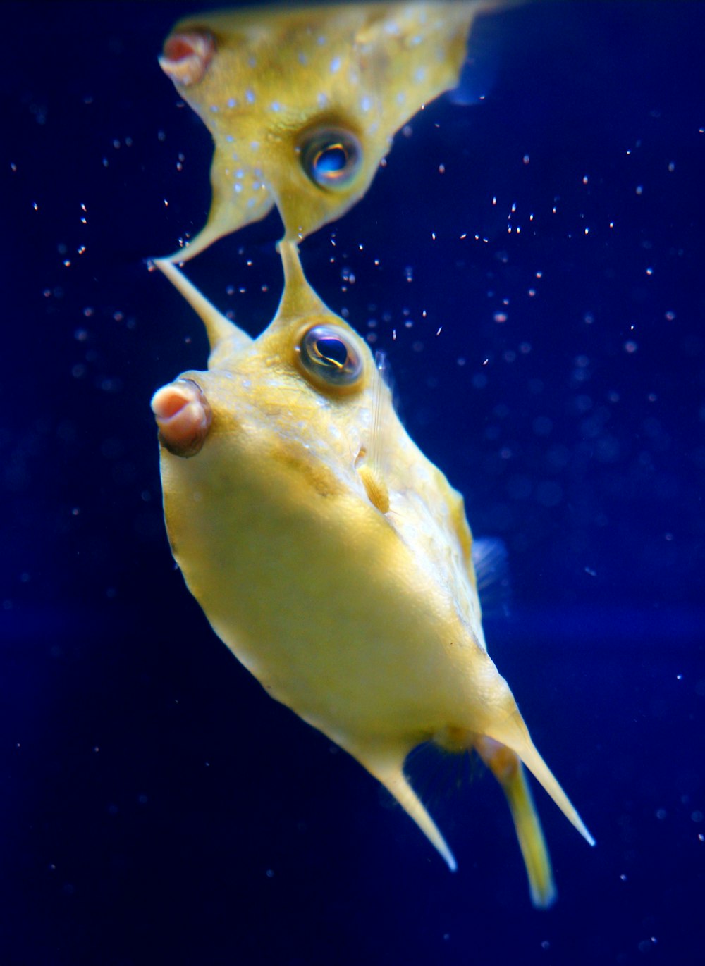 yellow fish under water at daytime