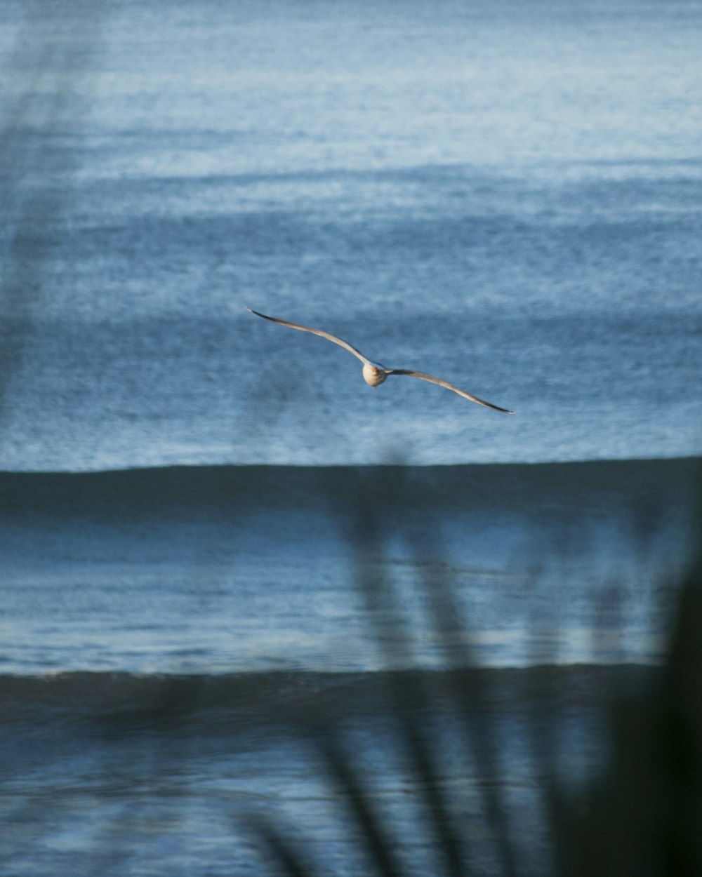 white bird flying over body of water during daytime