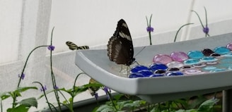 A butterfly with black and white patterns on its wings is perched on the edge of a decorative bowl adorned with colorful glass pebbles. The background features a netted screen and a few delicate purple flowers scattered among green foliage.