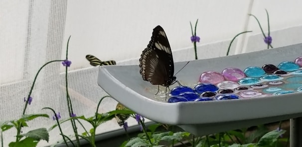 A butterfly with black and white patterns on its wings is perched on the edge of a decorative bowl adorned with colorful glass pebbles. The background features a netted screen and a few delicate purple flowers scattered among green foliage.