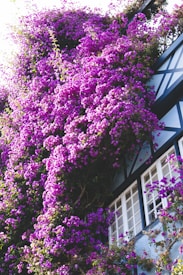 A vibrant cascade of purple flowers covers the side of a house with white-framed windows and dark cross-beamed walls. The lush blooms provide a striking contrast against the architectural structure, creating a harmonious blend of nature and human design.