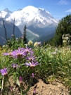macro photography of purple daisy flower in green field viewing mountain under blue and white skies during daytime
