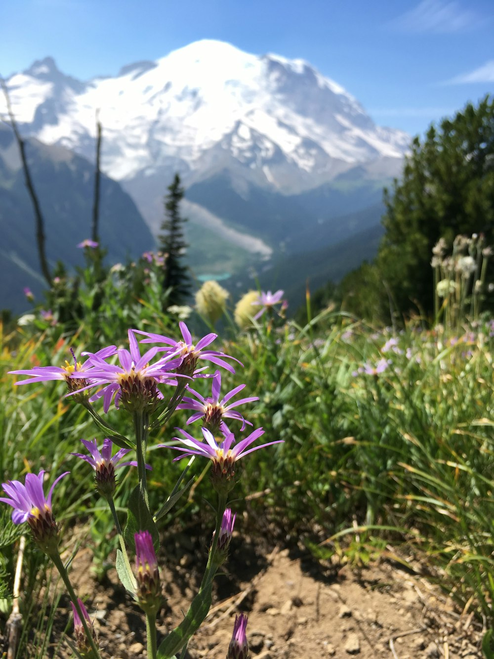 macro photography of purple daisy flower in green field viewing mountain under blue and white skies during daytime