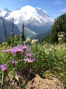 A picturesque scene with vibrant purple wildflowers in the foreground, set against a backdrop of majestic snow-capped mountains under a clear blue sky. The lush greenery and pine trees add to the natural beauty of the landscape.